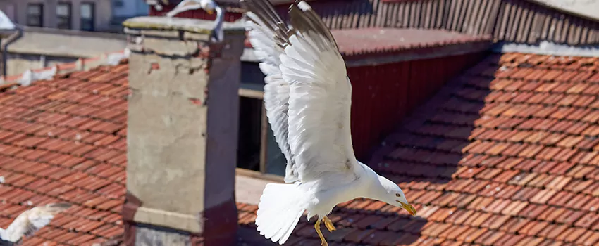 Residential Chimney Animal Removal Solution in West Seneca, NY