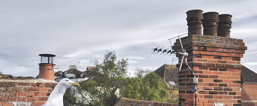 Chimney Cleaning And Restoration in West Seneca, New York